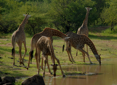  Africa best Safari destination