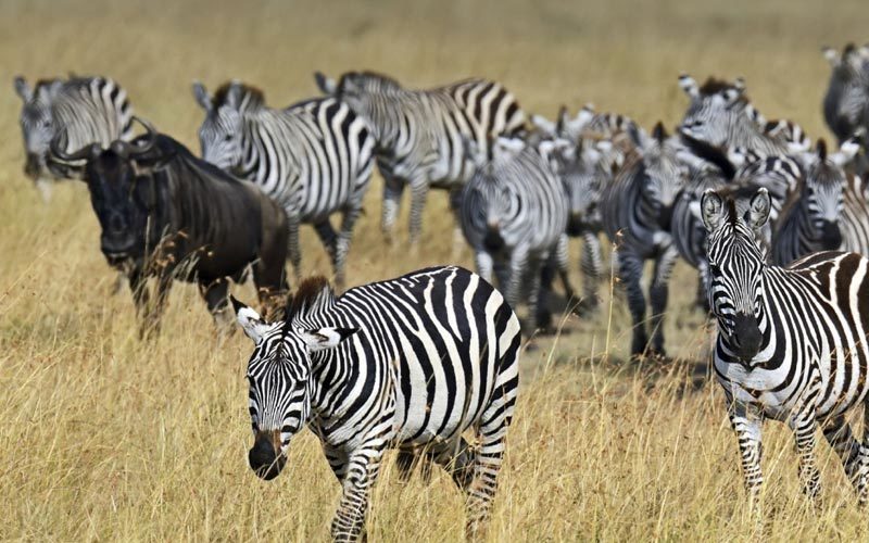 Budget Kenya safaris